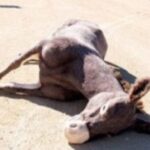 death of the democrat party